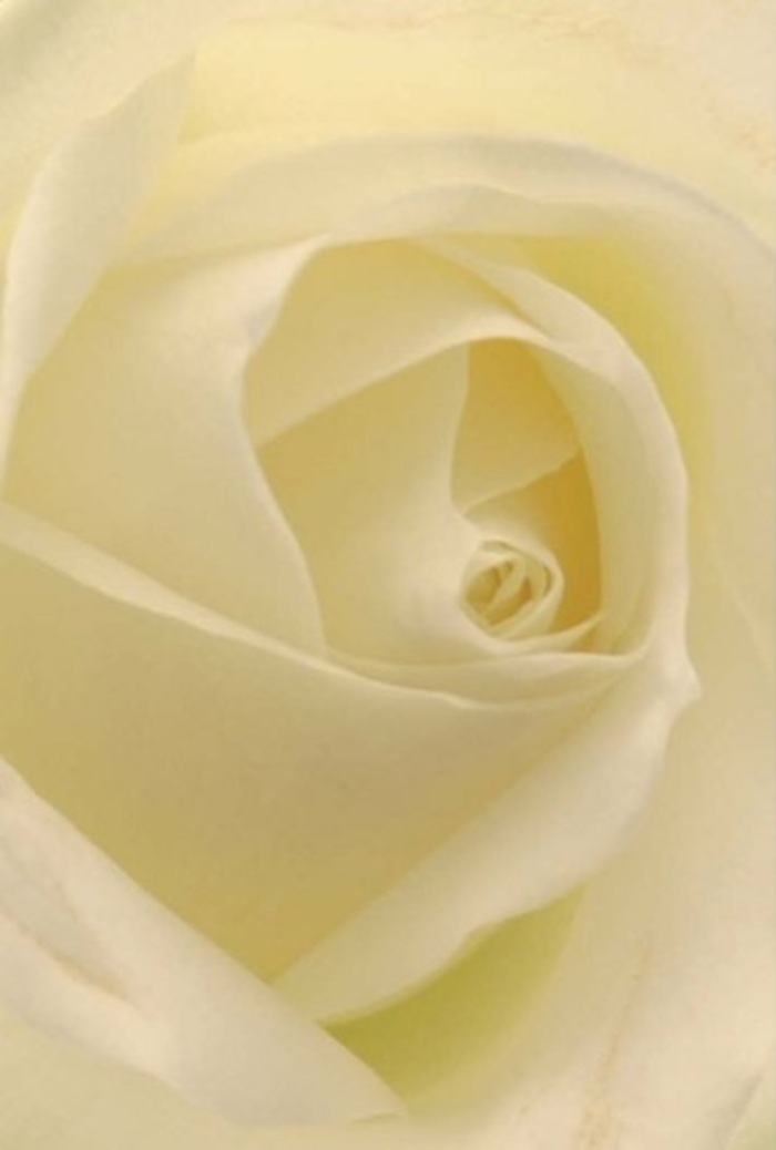 Immersed in the pristine heart of a classic white rose, you become acutely aware of its gentle layering-petals of matte ivory and cream gathered in spirals that suggest tranquility and gentle resilience. Soft natural light spills over the bloom, illuminating each fold to highlight its flawless formation, as if the rose itself glows with quiet inner confidence. The composition exudes sophistication, reminiscent of the understated beauty found along Lewisham's well-kept avenues and hidden green spaces. This rose, so expertly arranged by Flowers Lewisham, serves as a versatile emblem-suited to heartfelt apologies, romantic gestures, or as an elegant centerpiece gracing a family gathering. Its subtle scent, fresh and serene, seems to linger just beyond reach, evoking a sense of peace appropriate for any tender moment. The precise spiral of the rose's core captures a feeling of purity, while faint shadows and colour nuances convey the depth of care invested by Lewisham's trusted florists. Altogether, it stands as a tangible reminder of grace and artistry, always ready to brighten the everyday or mark life's significant milestones.